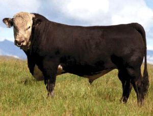 Hays Converter Cattle Characteristics, Origin, Uses