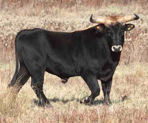Heck Cattle Characteristics, Uses & Origin Info