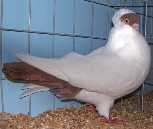 Helmet Pigeon Characteristics, Uses & Origin