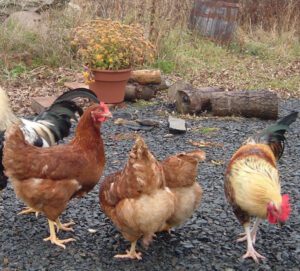 Best Poultry Raising Guide & Tips For Beginners