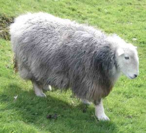 Herdwick Sheep Characteristics, Origin & Uses