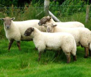 Hill Radnor Sheep Characteristics, Uses & Origin