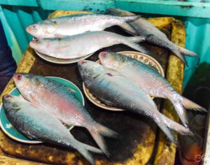 Hilsa Fish – Nutrition, Benefits, Uses, Recipes, Price