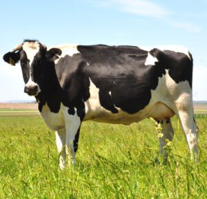 Holando-Argentino Cattle Characteristics & Uses