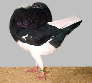 Holle Cropper Pigeon Characteristics, Uses & Origin