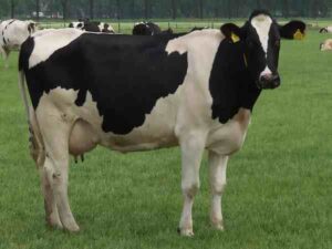 Holstein Friesian Cattle: Uses & Best 23 Facts and Tips