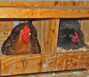 Best Homemade Nesting Boxes For Chickens