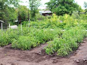 gardening, homestead gardening, homestead gardening tips, what is homestead gardening, homestead gardening benefits