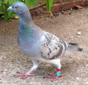 Homing Pigeon Characteristics, Origin & Uses