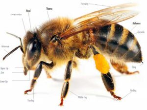 Honey Bee Body Parts (Anatomy With Picture)