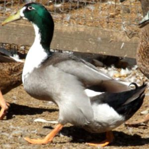 Hook Bill Duck Farming: Business Starting Plan