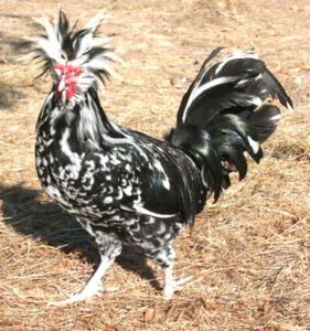 Houdan Chicken Farming: Business Starting Plan