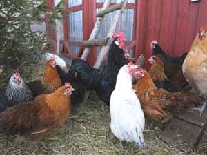 how long do chickens live, lifespan of a chicken, how long do a chicken live, what is the lifespan of chickens