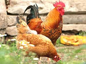 chickens, chicken breeds, various types of chicken breeds, identifying chicken breeds, how to identify chicken breeds, how to identify chickens, how to determine chicken gender