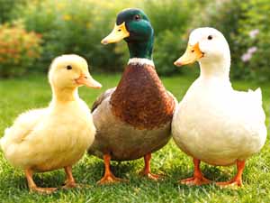 how long do pet ducks live, pet duck lifespan, how long pet ducks live, how long do ducks live