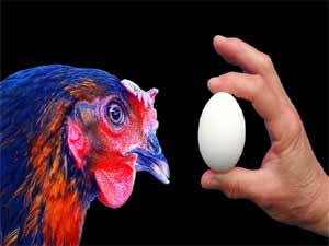 how many eggs do chickens lay a day