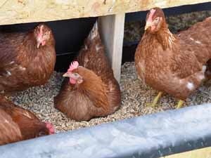 how often do chickens lay eggs, how often do hens lay eggs, how long do chickens lay eggs