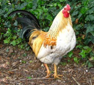 Different Kinds of Roosters: Best 10 Breeds