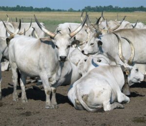 Hungarian Grey Cattle Characteristics & Uses Info