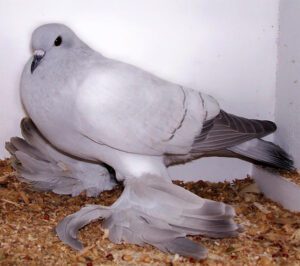 Ice Pigeon: Characteristics, Uses & Best 7 Facts