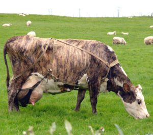 Icelandic Cattle Characteristics, Origin & Uses
