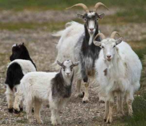 Icelandic Goat Characteristics, Origin & Uses Info