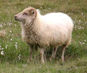 Icelandic Sheep Characteristics, Origin & Uses Info