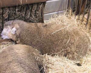 Ile de France Sheep Characteristics, Uses & Origin