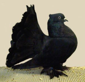 Indian Fantail Pigeon: Uses, Best 22 Facts & Tips
