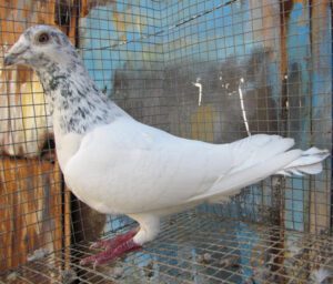 Indian Gola Pigeon Characteristics, Uses & Origin