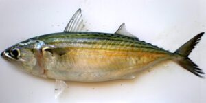 Indian Mackerel Fish: Characteristics & Best 21 Facts