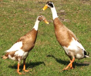 Duck Breeding: Best Guide For Beginners