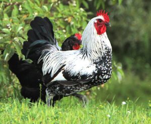 Iowa Blue Chicken Farming: Start Lucrative Business