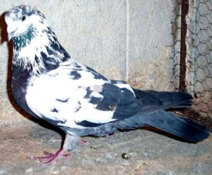 Iranian Highflying Tumbler Pigeon Characteristics