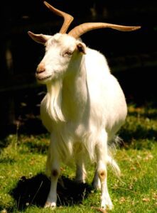 Irish Goat Characteristics, Origin & Uses Info