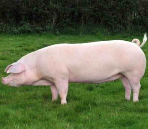 Italian Landrace Pig Characteristics & Origin Info