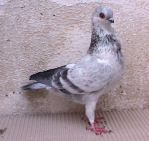 Italian Owl Pigeon Characteristics, Uses & Origin
