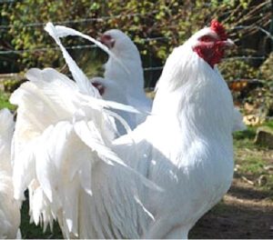 Ixworth Chicken Characteristics, Temperament & Uses