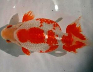 Izumo Nankin Goldfish Characteristics, Diet & Uses