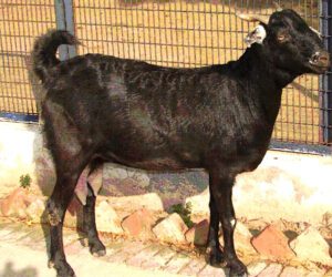 Jakharana Goat Characteristics, Origin & Uses Info