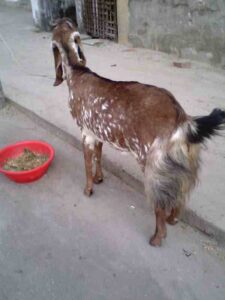 How to Start Dairy Goat Farming Business
