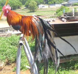 Jangmigye Chicken Farming: Business Starting Plan