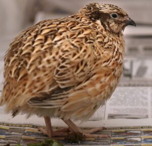 Caring for Quail – Best 12 Steps For Healthy Birds