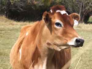 jersey cow, jersey cattle, jersey cow picture, jersey cow photo