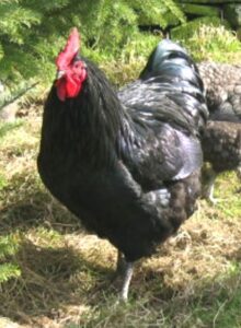Jersey Giant Chicken Farming: Business Starting Plan