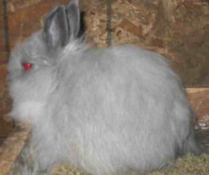 Jersey Wooly Rabbit Characteristics, Uses & Origin