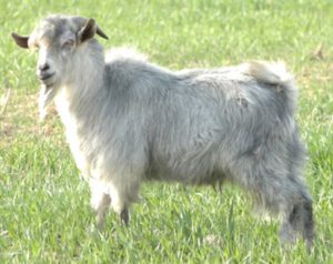 Jining Grey Goat Characteristics, Uses & Origin