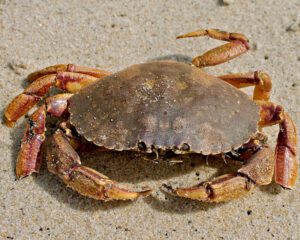 Jonah Crab Characteristics, Diet, Breeding & Uses