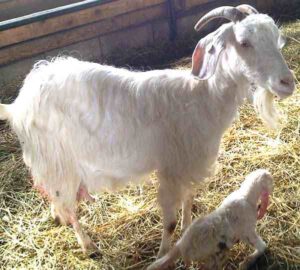 Jonica Goat Characteristics, Origin & Uses Info