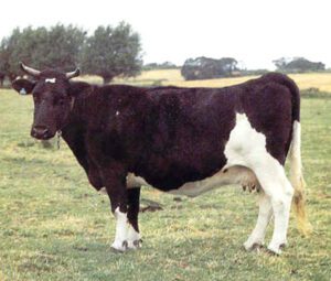 Jutland Cattle Characteristics, Origin & Uses Info